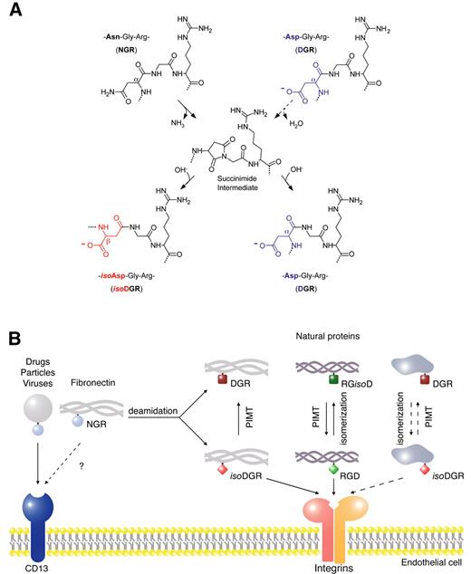 Figure 2. Formation of isoaspartate in molecules containing NGR, DGR, or RGD motives and schematic representation of the potential effects on receptor binding. (A) NGR transition to isoDGR in conjugates and in natural proteins (eg, fibronectin) can occur by nucleophilic attack of the backbone NH center on the Asn side-chain amide carbonyl, leading to formation of a succinimide intermediate. Hydrolysis of succinimide leads to formation of isoDGR and DGR mixtures, with changes in charge and peptide bond length. Isoaspartate formation can occur, in principle, also at DGR sites in proteins, by aspartate isomerization, although with slower kinetics. These nonenzymatic reactions are thermodynamically spontaneous and the kinetics depend on surrounding sequences and microenvironmental factors. (B) Potential effect of isoaspartate formation in molecules containing NGR, RGD, or DGR on the interaction with endothelial cell membrane receptors. NGR-containing conjugates (drugs, particles, and viruses) can interact with an endothelial form of aminopeptidase N (CD13). Whether NGR sites of certain natural proteins (eg, fibronectin) can also interact with CD13 is unknown. Nonenzymatic formation of isoaspartate at NGR or RGD sites in fibronectin, and potentially in other proteins with low turnover, can generate isoDGR or RGisoD.4 While isoDGR and RGD can interact with integrins on the cells surface (eg, αvβ3), DGR and RGisoD are inactive. Protein-L-isoAsp-O-methyltransferase (PIMT) can enzymatically convert isoDGR to DGR and RGisoD to RGD. Thus, while PIMT may rescue RGD from RGisoD (eg, in aged fibronectin and collagen),4,74,76 this enzyme may regulate in a negative manner the function of isoDGR. NGR sites may work, therefore, as molecular timers for the formation of new integrin binding sites with potential enzymatic regulation. In principle, similar reactions could occur also in proteins containing DGR.