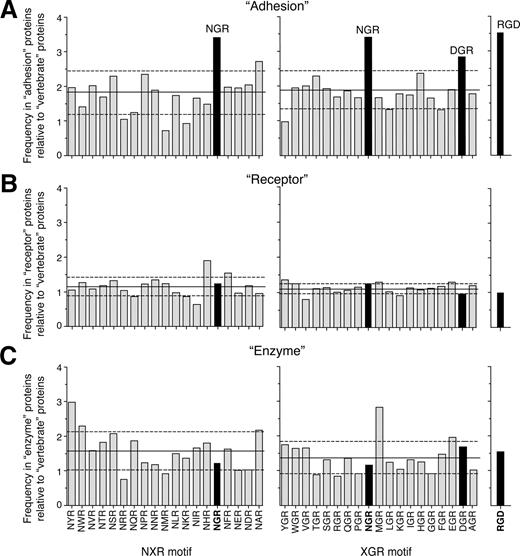 Figure 3. Relative frequency of NGR in proteins involved in cell adhesion. Frequency of XGR, NXR, and RGD sequence in vertebrate proteins (SWISS-PROT database) classified with the keywords “adhesion” (n = 1010, A), “receptor” (n = 4561, B), and “enzyme” (n = 857, C), relative to the frequency in total vertebrate proteins (n = 39 525). NGR and DGR are the most frequent motives in the “adhesion” category. The analysis was performed using Search Databases for Regular Expression software (Center for Cancer Research, Massachusetts Institute of Technology, Cambridge, MA).87 Solid and dashed horizontal lines represent means and plus or minus SD, respectively.