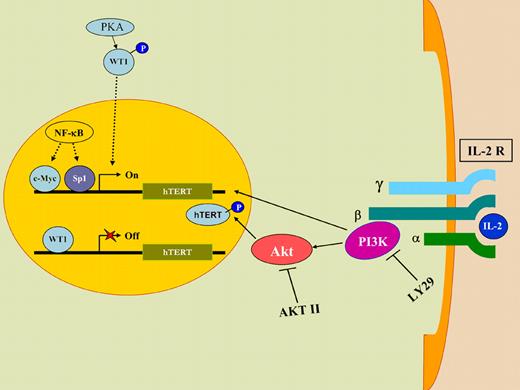 A model of how HTLV-I can up-regulate telomerase gene expression and function in the absence of the viral tax oncoprotein. Upon IL-2 stimulation, PI3K transcriptionally up-regulates telomerase (hTERT) gene expression, whereas Akt increases telomerase function by phosphorylating hTERT protein. LY29 and AKTII, known pharmacological inhibitors of PI3K and Akt, respectively, reduce telomerase activity, confirming the involvement of the PI3K/Akt pathway in activating telomerase function. IL2 stimulation also results in sequestration of WT1, a known transcriptional repressor of hTERT gene, in the cytoplasm of the cell, thereby increasing telomerase gene expression and function.