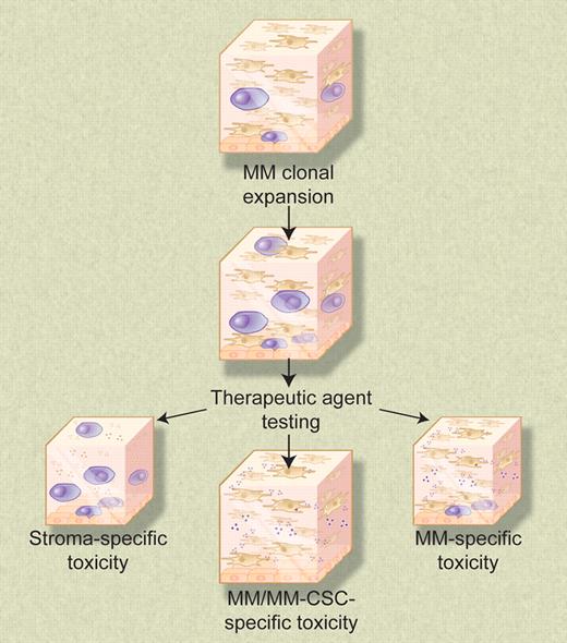 The 3-dimensional reconstructed bone marrow model system permits expansion of numerous cell types, including clonal myeloma cells. Nonproliferating myeloma cells concentrate at the reconstructed endosteal-marrow junction and may represent drug-resistant myeloma cancer stem cells. This biologically relevant model system provides a means to test the sensitivities of all cellular components of the myeloma clone, as well as test for undesirable toxic side effects on other cell types naturally present in the bone marrow microenvironment. Illustration by Debra T. Dartez.