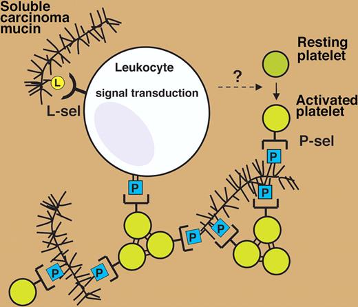 Proposed model for L- and P-selectin–mediated, mucin-induced activation and aggregation of platelets. Yellow circle labeled with L indicates L-selectin ligands on mucins. Blue boxes labeled with P indicate P-selectin ligands, including carcinoma mucins and PSGL-1 expressed on leukocytes. L-sel indicates L-selectin; P-sel, P-selectin. Reproduced from Wahrenbrock et al1 with permission of the publishers.