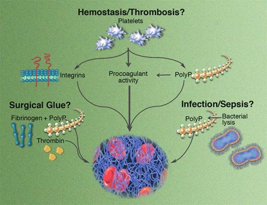 Potential roles for polyP in hemostasis and thrombosis. Illustration by Marie Dauenheimer.
