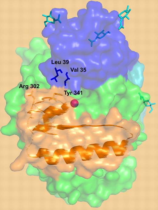 A surface representation of TAFI structure. The activation peptide is shown in blue, the catalytic domain is in green, and the dynamic “flap” residues are depicted in orange. Critical residues are depicted: residues involved in the interactions between the dynamic flap (Y341) and the activation peptide (V35 and L39), the cryptic thrombin cleavage site at Arg302, the N-linked glycans (cyan), and the catalytic zinc ion (magenta sphere). An artistic “blurring” rendition of the “flap” is utilized to depict its dynamic nature.