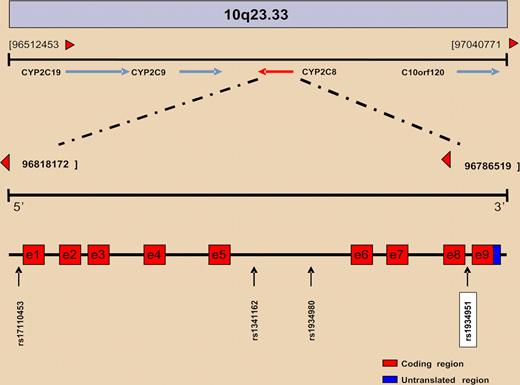 Overview of the physical and genetic structure of the 10q23 region where the CYP2C family of genes is located. CYP2C8 gene structure and SNP positions are represented at bottom.