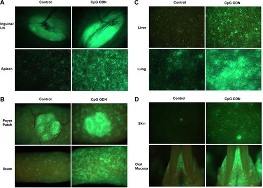 Figure 2. CpG ODNs markedly increase GFP+ effector T-cell number in lymphoid and nonlymphoid organs on d14 after BMT. B10.BR mice were lethally irradiated and infused with B6 wild-type BM and B6 GFP+ purified T cells. CpG ODNs (100 μg) was administered on d0 and d7. On d14, mice were killed and indicated organs were imaged. Representative images from 1 of 3 or 4 mice are shown. See “GFP in vivo imaging” for imaging details.