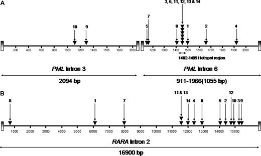 Figure 1. Characterization of t(15;17) breakpoints within the PML and RARA loci. The location of breakpoints indicated by ▾ in the 14 patients (numbers correspond with UPNs in Tables 1 and 2) within the PML gene on chromosome 15 (A; bcr3 region and bcr1/2 region) and intron 2 of RARA on chromosome 17 (B) are shown. Breakpoint locations are numbered according to the following GenBank accession numbers: PML intron 6 (bcr 1), S57791; PML intron 3 (bcr 3), S51489; and RARA intron 2, AJ297538.23