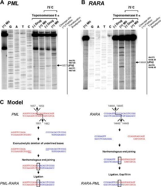 Figure 2. Investigation of t(15;17) translocation mechanism in UPN 2 by in vitro topoisomerase IIα DNA cleavage assay. Chromosomal breakpoint junctions were examined in an in vitro topoisomerase IIα cleavage assay using substrates containing PML (A) and RARA (B) translocation breakpoints in the APL case of UPN 2. Reactions in lane 1 were performed without DNA topoisomerase IIα and lanes 2 to 5 show dideoxy sequencing reactions. DNA cleavage reactions were performed in the presence of 147 nM of human DNA topoisomerase II alpha and in the absence (lanes 6 and 8) or presence of 20 μM mitoxantrone (lanes 7 and 9). Reactions in lanes 8 and 9 were incubated at 75°C to assess the heat stability of the cleavage products seen in lanes 6 and 7. In each case, the location of the relevant heat stable cleavage site is indicated by an arrow on the far right. (C) Native PML and RARA sequences are shown in red and blue, respectively. In the creation of the PML-RARA genomic fusion, processing includes exonucleolytic deletion to form a 2-base homologous overhang that facilitates repair via the error prone NHEJ pathway. In the creation of the reciprocal RARA-PML genomic fusion, 2-base homologies facilitate NHEJ repair, whereas in both instances polymerization of the relevant overhangs fills in any remaining gaps (shown black font).