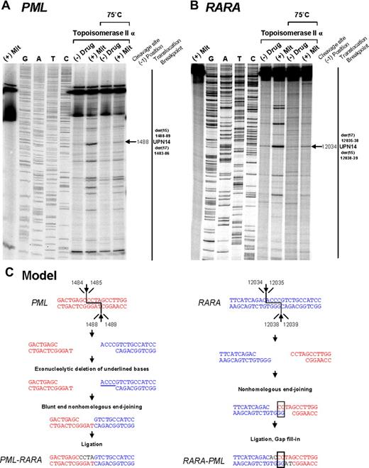 Figure 3. Investigation of t(15;17) translocation mechanism in UPN 14 by in vitro topoisomerase IIα DNA cleavage assay. DNA cleavage assays are shown for PML (A) and RARA (B) genomic breakpoint regions. For the PML assay, the reverse complement of the substrate containing the “hotspot” region between 1482 and 1489 described by Mistry et al5 was used. Lanes 1 to 9 of each cleavage assay are described in the legend to Figure 2. (C) Native PML and RARA sequences are shown in red and blue, respectively. In the creation of PML-RARA, processing includes exonucleolytic deletion and repair via the NHEJ pathway. In the creation of RARA-PML, 2-base homologies facilitate repair via the NHEJ pathway, whereas in both instances polymerization of the relevant overhangs fills in any remaining gaps (shown in black font).