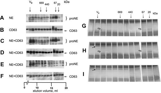 Figure 2. CD63 and proNE form high-molecular-weight complexes. (A-F) Cell lysates in RIPA from COS cells transfected with NE, GFP-CD63 (CD63), and NE plus GFP-CD63 as indicated were separated on a Superose 6 column eluted with RIPA. The fractions were analyzed by IP/Western as follows: (A) anti-cproNE/anti-cproNE, (B) anti-GFP/anti-GFP, (C) anti-cproNE/anti-cproNE, (D) anti-GFP/anti-GFP, (E) anti-GFP/anti-cproNE, and (F) anti-cproNE/anti-GFP. The samples were split (empty column) as there were too many for a single gel. (G-I) Cell lysates were examined by IP, SDS-PAGE, and silver staining as indicated. (G) IP with anti-cproNE of cells expressing NE showed stained protein corresponding both to proNE monomer and proNE complex (). (H) IP with anti-cproNE of cells coexpressing NE and GFP-CD63 also showed stained protein corresponding to proNE monomer and complex (), and copurification of a protein corresponding to GFP-CD63 (→). (I) IP with anti-GFP showed a broad elution profile of a stained protein corresponding to GFP-CD63 (→) as in panel B, but copurification of proNE was barely visible. Arrows show the void volume (V0) and elution volumes for thyroglobulin (669 kDa), ferritin (440 kDa), bovine serum albumin (67 kDa), and trypsin inhibitor (20 kDa).