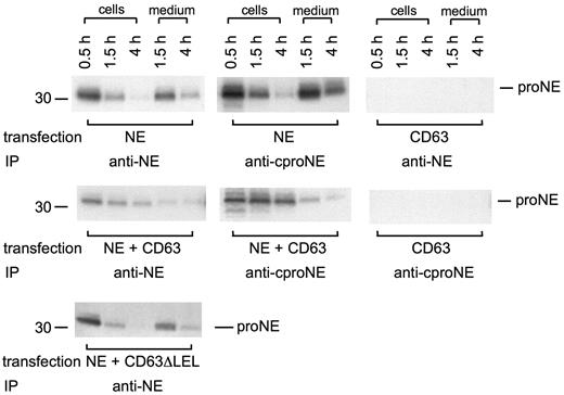 Figure 3. Intracellular retention of proNE is augmented by CD63. COS cells transfected with NE, GFP-CD63, NE plus GFP-CD63, and NE plus GFP-CD63ΔLEL (lacking the large extracellular loop) were subject to biosynthetic radiolabeling for 0.5 hours followed by chase of the radiolabel for 1.5 and 4 hours. Cells were extracted in RIPA and immunoprecipitated with anti-NE or anti-cproNE followed by SDS-PAGE and fluorography. Both anti-NE and anti-cproNE detect proNE in cells expressing NE and NE plus GFP-CD63 in a similar manner in both cells and medium. Cells transfected with GFP-CD63 did not show any signal after IP with anti-NE or anti-cproNE. Coexpression of NE and GFP-CD63 but not NE and GFP-CD63ΔLEL led to increased intracellular retention of proNE.