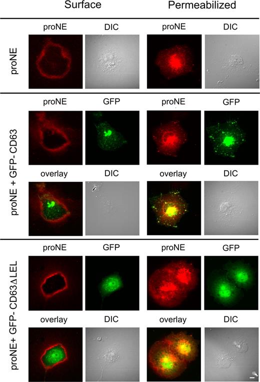 Figure 4. Colocalization of proNE and GFP-CD63 in COS cells. COS cells were transfected with plasmids carrying NE, NE plus GFP-CD63, and NE plus GFP-CD63ΔLEL (lacking the large extracellular loop) as indicated. Unpermeabilized live cells (surface) and permeabilized cells were examined by immunofluorescence microscopy after staining with anti-proNE. Surface staining of proNE is visible in all transfectants, but appears to be strongest in cells coexpressing GFP-CD63ΔLEL. In permeabilized cells expressing NE or NE plus GFP-CD63, proNE staining is concentrated in the perinuclear space and cytoplasmic organelles; the double transfectant shows colocalization of proNE and GFP. In contrast, cells coexpressing NE plus GFP-CD63ΔLEL show much lower colocalization of proNE and GFP. Images were recorded on an Eclipse TE 300 (Nikon Nordic AB, Solna, Sweden) inverted-fluorescence microscope equipped with a C4742-95 cooled CCD camera (Hamamatsu; Photonics; Norden AB, Solna, Sweden) using a plan Apochromat 60×/1.40 oil objective and ImageProPlus version 4.5.0.29 (Media Cybemetics, Bethesda, MD). Scale bar represents 10 μm.
