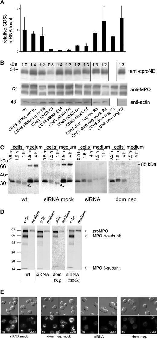 Figure 5. Suppression of CD63 in HL-60 cells does not affect the level of proNE but diminishes the amount of mature NE and inhibits proNE processing and secretion. (A) CD63 of HL-60 cells is suppressed by CD63 siRNA—real-time PCR. The figure shows the relative mRNA levels for CD63 compared with wild-type cells (wt) with 18S mRNA as an internal control. The clones shown are CD63 siRNA mock, CD63 siRNA rev (reverted CD63 siRNA clone), CD63 siRNA (5 clones), CD63 dom neg mock, CD63 dom neg rev (reverted CD63 dom neg clone), and CD63 dom neg (2 clones). Data presented are mean plus or minus SD of 1 representative experiment of 3 similar experiments, each done in triplicate from 1 run of real-time PCR, and calculated according to the ΔΔCT method. The mean suppression of all CD63 siRNA clones was 6.5-fold for CD63. CD63 dom neg clones showed no significant suppression of CD63 mRNA. Notice the normalization of CD63 mRNA levels in the reverted CD63 siRNA clone. (B) ProNE of HL-60 cells is not diminished by CD63 depletion—Western blotting. The panel shows immunoblotting with anti-proNE, anti-MPO, and anti-actin of cell lysates from the same clones as in panel A, except for lack of clone CD63 dom neg C1. The numbers on top represent the relative densitometry values normalized for wild-type (wt) cells. The amount of proNE detected in 4 of 5 different siRNA clones and 1 CD63 dom neg clone was similar to wild-type cells. Actin is shown as control. Molecular weights in kilodaltons are shown to the left. (C) NE processing and secretion are inhibited—biosynthetic radiolabeling. Wild-type (wt), CD63 siRNA mock (siRNA mock), CD63 siRNA (siRNA), and CD63 dom neg (dom neg) HL-60 cells were radiolabeled (pulse) for 30 minutes, followed by chase of the radiolabel for up to 4 hours. The 85-kDa band of the supernatant corresponds to a covalent complex between proNE and α1-proteinase inhibitor. Different processing forms are seen in the figure: 31-kDa unglycosylated apoproNE, glycosylated 34-kDa proNE, and mature 29-kDa NE (marked with arrows). Wild-type and CD63 siRNA mock cells display the processing into mature NE forms and constitutive secretion of proNE. CD63 siRNA and CD63 dom neg cells lack both processing of proNE and constitutive secretion. The numbers to the left are molecular mass standards. (D) Processing and secretion of MPO in wild-type (wt), CD63 siRNA (siRNA), CD63 dom neg (dom neg), and CD63 siRNA mock-transfected (siRNA mock) cells was investigated by overnight radiolabeling and IP with anti-MPO and then examined by SDS-PAGE followed by fluorography. Processing of pro-MPO into mature α- and β-subunits was also observed after CD63 suppression by CD63 siRNA or CD63 dom neg. (E) NE of HL-60 cells is diminished by CD63 depletion—immunofluorescence microscopy. The panel shows CD63 and NE staining (using anti-NE antibody) observed in CD63 siRNA, CD63 siRNA mock, CD63 dom neg, and CD63 dom neg mock HL-60 cells. Depletion of CD63 by siRNA or a dom neg mutant was associated with down-regulation of NE.