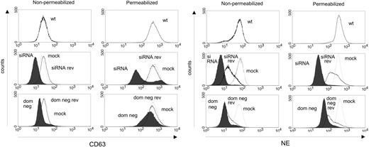 Figure 6. NE of HL-60 cells is diminished by CD63 depletion—flow cytometry. Wild-type (wt), CD63 siRNA, CD63 siRNA mock (mock; thin line), reverted CD63 siRNA clone (siRNA rev; thick line), CD63 dom neg, CD63 dom neg mock (mock; thin line), and reverted CD63 dom neg (dom neg rev; thick line) HL-60 cells were incubated with anti-CD63 or anti-NE as primary antibody, then labeled with Alexa Fluor 488 as secondary antibody. When cells were stained on the surface only (nonpermeabilized; to the left), CD63 staining (upper panel) in CD63 siRNA cells decreased compared with wild-type and mock cells, but the levels in dom neg CD63–transfected cells were similar to wild-type and mock cells. The surface staining of NE (lower panel) was lower in both CD63 siRNA and CD63 dom neg cells than in wild-type and mock cells. After 8 weeks in culture, the clones reverted and regained their expression of CD63 and NE (although to a lesser degree), resembling mock and wild-type cells. Cells were also fixed and permeabilized to demonstrate the intracellular content of CD63 and NE (panels to the right). Regarding both CD63 and NE, the intracellular fluorescence of CD63 siRNA and CD63 dom neg cells was lower than that of wild-type and mock cells. Revertants recovered expression up to or equal to the same level as wild-type and mock cells. The plots are representative of 2 to 3 experiments.