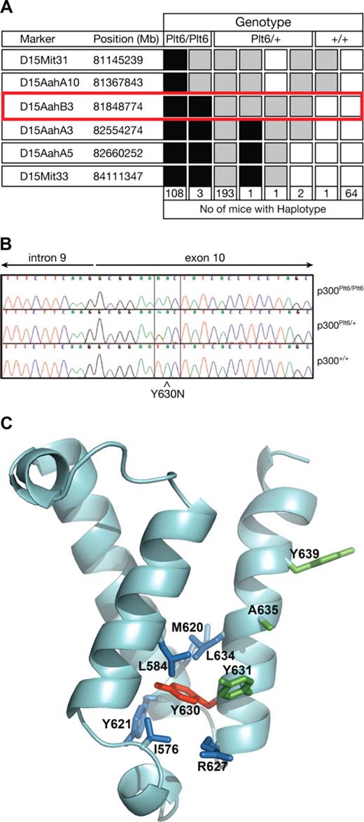 Figure 1. Mutation in p300 causes suppression of Mpl−/− thrombocytopenia. (A) To map the chromosomal location of Plt6, a (C57BL/6 × 129/Sv)F2 cohort was bled and phenotypically categorized as having platelet counts typical of unmutated Mpl−/−, Plt6/+, or Plt6/Plt6 mice and then genotyped using simple sequence length polymorphisms (SSLPs) spaced evenly throughout the genome. Markers found to be homozygous 129/Sv are shown in white; heterozygous, in gray; and homozygous C57BL/6, in black. The number of animals with each haplotype is shown below. Plt6 was localized between D15AahA10 and D15AahA3. (B) Sequence of PCR-amplified genomic DNA from representative Plt6/Plt6, Plt6/+, and wild-type mice showing a T to A mutation in exon 10 of Plt6 mice resulting in a Tyr to Asn substitution at amino acid 630. (C) Model of the p300 KIX domain indicating the Plt6 mutation site (red) and potentially disrupted contacts (blue), as well as residues previously mutated6 in mice (Y631, A635, and Y639; green). Modeled using FUGUE9 by homology with pdb file, 1KDX, the solution structure of mouse CREB-binding protein KIX domain.