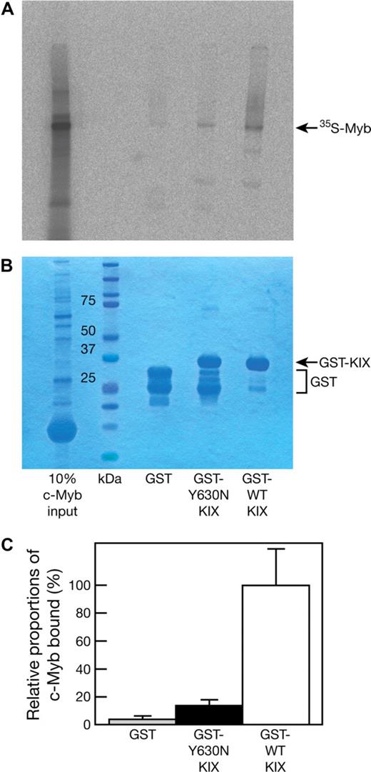 Figure 2. The Plt6 mutation reduces p300 affinity for c-Myb. GST, GST-p300 KIX (Y630N), and GST-p300 KIX (wild type; 2 μg each) were used as baits for pull-down experiments with 35S-labeled, in vitro–transcribed/translated c-Myb. Pull-down reactions were resolved by SDS-PAGE followed by detection of bound 35S-c-Myb by autoradiography. (A) Typical autoradiogram. (B) Coomassie blue staining to determine bait levels. (C) The amount of bound 35S-c-Myb was determined by densitometric analysis of the autoradiographs of 3 independent experiments, and the 35S-c-Myb bound by GST and GST-p300 KIX (Y630N) is shown relative to the amount bound by GST-p300 KIX (wild type). Data represent the mean of 3 independent experiments with error bars corresponding to SD.