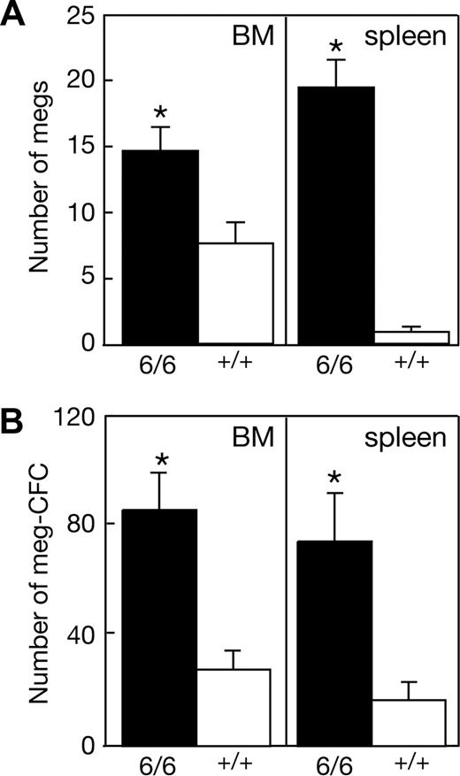Figure 4. Expanded megakaryocytopoiesis in recipients of Mpl+/+ p300Plt6/Plt6 bone marrow. Recipients of Mpl+/+ p300Plt6/Plt6 (6/6) and Mpl+/+ p300+/+ control (+/+) bone marrow exhibited (A) increased numbers of megakaryocytes (megs), shown as number per microscopic field (×600, BM; ×200, spleen), and (B) megakaryocyte colony-forming cells (meg-CFCs), shown as number per 2.5 × 104 bone marrow (BM) or 105 spleen cells. Means plus or minus SD are shown. * P value less than .05 for comparison of data from recipients of Mpl+/+ p300Plt6/Plt6 marrow with that of Mpl+/+ p300+/+ marrow recipients. n = 4 mice per genotype.