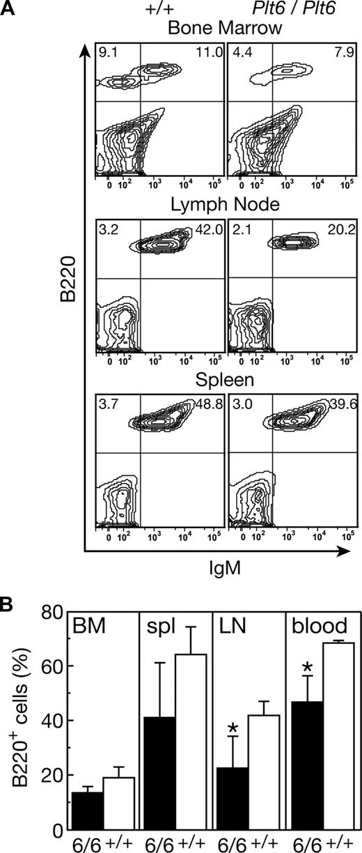 Figure 5. B lymphocyte deficit in recipients of Mpl+/+ p300Plt6/Plt6 bone marrow. (A) Flow cytometry plots of bone marrow, lymph node, and spleen cells from recipients of Mpl+/+ p300Plt6/Plt6 (Plt6/Plt6) and Mpl+/+ p300+/+ control (+/+) bone marrow stained with antibodies to B220 and IgM showing reduced proportions of B220+ cells, including IgM+ B cells in each tissue (percentages of cells in specific quadrants is shown). (B) Percentages of B220+ cells in bone marrow (BM), spleen (spl), mesenteric lymph node (LN), and blood of recipients of Mpl+/+ p300Plt6/Plt6 (6/6) and Mpl+/+ p300+/+ control (+/+) bone marrow. Means plus or minus SD are shown. *P < .05 for comparison of data from recipients of Mpl+/+ p300Plt6/Plt6 marrow with that of Mpl+/+ p300+/+ marrow recipients. n = 4 mice per genotype.