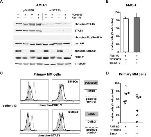 Figure 5. MM cells resistant to Akt inhibition can also be unresponsive to blockade of other survival pathways. (A) Western analysis of signaling pathway components in AMO-1 cells after knockdown of STAT3 and additional inhibition of the Ras/MAPK pathway with PD98059 (50 μM) and of Akt with Akti-1/2 (10 μM) (pSUPER = control vector, siSTAT3 = siRNA expression construct26). Transfected cells were purified 1 day after electroporation, cultured together with BMSCs, and treated with PD98059, Akti-1/2, or both. The next day, cells were harvested for Western blotting, and the same material was used to run 2 different gels to permit unequivocal staining of phosphorylated versus total protein. Only 1 of 2 identical tubulin controls is shown for clarity. (B) Viability of pSUPER-transfected AMO-1 cells after treatment with 10 μM Akti-1/2 and of siSTAT3-transfected cells additionally treated with 10 μM Akti-1/2 and 50 μM PD98059. Viability was assayed at day 5 of drug treatment; survival is calculated as the percentage of live cells compared with the pSUPER control sample. Cells were cocultured with BMSCs, and the graph displays the results from 3 independent experiments. Error bars mark standard deviations. (C) Signaling analysis of primary MM cells after treatment with Sant7 and PD98059. A total of 5 × 104 primary MM cells were kept in medium alone or in coculture with BMSCs for 24 hours. They were then treated overnight with Sant7 (50 μg/mL) or with an equivalent amount of buffer and changes in their phospho-STAT3 level were measured. Primary MM cells stimulated with 25 ng/mL IL-6 for 15 minutes served as positive control. Similarly, phospho-ERK1/2 signals were blocked with PD98059 (50 μM) and induced with PMA. (D) Viability of Akti-1/2–resistant/resilient primary MM cells (n = 7; individually coded) after additional blockade of the IL-6R/STAT3 and Ras/MAPK pathways. Freshly isolated MM cells were cocultured with BMSCs and incubated with Akti-1/2 (10 μM) or, in addition, with PD98059 (50 μM) and Sant7 (50 μg/mL). Viability was measured on day 5. Cells treated with DMSO served as control.