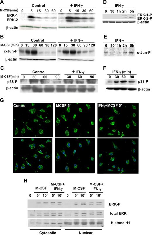 Figure 1. Effects of IFN-γ on MAPK activation. Bone marrow–derived macrophages were obtained after 7 days of culture in the presence of M-CSF. The cells were rendered quiescent by incubating them in medium supplemented with 10% FCS (without M-CSF) for 15 hours before the start of the experiment. In panels A through C, G and H, quiescent macrophages were first treated with IFN-γ (10 ng/mL) or vehicle for 5 minutes and then stimulated with M-CSF (30 ng/mL) for the indicated periods of time. In panels D through F, quiescent macrophages were treated with IFN-γ (10 ng/mL) for the indicated periods of time. (A) The activity of ERK-1 and -2 was analyzed by in-gel kinase assay. As a control for sample quality and quantity, 20 μg whole-cell extract was used to measure β-actin expression by Western blotting. (B) JNK-1 activation was determined by in vitro kinase assay using c-Jun as a substrate. As a control for sample quality and quantity, 20 μg whole-cell extract was used to measure β-actin expression by Western blotting. (C) p38 activation was measured by Western blotting using an anti–phospho-p38 antibody. The expression of β-actin was measured as a control. (D) The phosphorylation of ERK-1 and -2 was measured by Western blotting, using anti–phospho-ERK antibodies. The expression of β-actin was measured as a control. (E) JNK-1 activation was determined by in vitro kinase assay. The loading control for section E is the same than in section D. (F) p38 activation was measured by Western blotting using anti–phospho-p38 antibodies. (G) Confocal microscopy was used to visualize translocation of total ERK to the nucleus. (H) Cytosolic and nuclear fractions were obtained from cells incubated with M-CSF or IFN-γ + M-CSF for the indicated periods of time. The samples were immunoblotted using antibodies specific against diphosphorylated ERK and total ERK. As a control, the expression of nuclear histone H1 was also analyzed. The experiments in panels A and G have been performed 5 times. The rest of the sections have been reproduced 3 times.
