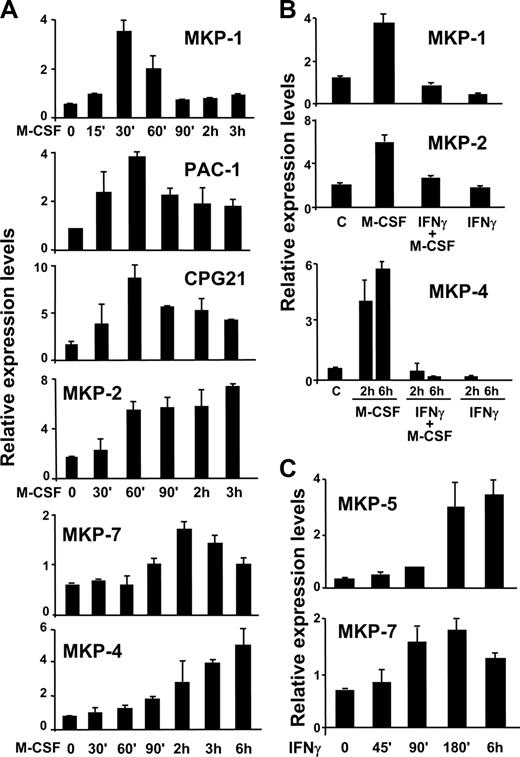 Figure 2. Effects of M-CSF and IFN-γ on members of the MKP family. The expression of several MKPs was analyzed by rt-PCR. (A) Macrophages were stimulated with M-CSF for the indicated periods of time. Control cells were left untreated (0). (B) Macrophages were treated with M-CSF, IFN-γ, or both agents together for 30 minutes (for MKP-1), 2 hours (for MKP-2), or 2 to 6 hours (for MKP-4). (C) Macrophages were stimulated with IFN-γ for the indicated times and the expression of MKP-5 and -7 was analyzed. In all rt-PCR experiments, the expression values were normalized to the expression levels of the ribosomal gene L14. Each experiment was performed 3 times and a representative experiment from each one is shown here. Error bars indicate the variation between experiments.