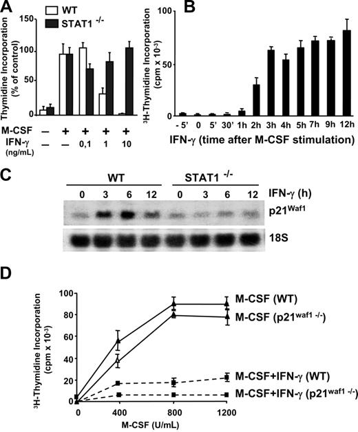 Figure 3. IFN-γ inhibits macrophage proliferation in a Stat-1–dependent, p21Waf1-independent manner. (A) Macrophages were obtained from wild-type (WT) and Stat-1–deficient mice. Quiescent macrophages (105) were incubated for 24 hours with M-CSF either alone or together with the indicated concentrations of IFN-γ. Proliferation was determined by 3H-thymidine incorporation. Each point was represented as the percentage of 3H-thymidine incorporated in the absence of IFN-γ (M-CSF control). Mean values in wild-type and Stat-1–deficient macrophages were 83 000 and 71 000 cpm, respectively. (B) Quiescent cells (105) were incubated with IFN-γ (10 ng/mL) for a range of time periods before and after stimulation with M-CSF. Proliferation was determined by 3H-thymidine incorporation. (C) The expression of p21Waf1 was analyzed by Northern blot in WT and Stat-1–deficient macrophages treated with IFN-γ. Expression of 18S rRNA was used as a control for RNA loading and transfer. (D) Macrophages were obtained from WT and p21Waf1 knockout mice. Macrophages (105) were incubated for 24 hours with the indicated amounts of M-CSF either alone or in combination with IFN-γ. Proliferation was determined by 3H-thymidine incorporation. The experiments in panels A through C were performed 3 times with equivalent results. The data in panel D were reproduced twice. Error bars represent SDs from triplicates in 1 representative experiment.