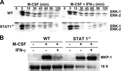 Figure 4. IFN-γ inhibits MKP-1 expression and elongates ERK activity through a Stat-1–dependent mechanism. (A) Quiescent macrophages from wild-type (WT) and Stat-1 knockout mice were treated with M-CSF for the indicated periods of times in the presence or absence of IFN-γ. Activation of ERK-1 and -2 was analyzed by in-gel kinase assay. (B). MKP-1 expression was determined by Northern blotting after 30 minutes of treatment with M-CSF in the presence or absence of IFN-γ. These experiments were done 3 times with equivalent results.