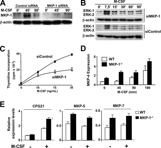 Figure 5. Blockage of MKP-1 expression results in decreased macrophage proliferation. (A-C) Macrophages were transfected with either an siRNA directed against MKP-1 or a control siRNA against luciferase. Twenty-four hours after transfection, the cells were stimulated with M-CSF for the indicated periods of time. (A) MKP-1 expression was analyzed by Western blotting, using β-actin expression as a control. (B) Total ERK activity was analyzed by Western blotting. Diphospho-ERK detection was carried out with specific antibodies. β-actin expression was measured as a control. (C) Thymidine incorporation was determined in triplicate as a measurement of macrophage proliferation. Error bars represent SD from triplicates in 1 representative experiment. (D) Macrophages from wild-type or MKP-1–deficient mice were stimulated with M-CSF for the indicated periods of time. Expression of MKP-4 was determined by rt-PCR using the expression values of L14 for normalization. (E) Macrophages from wild-type or MKP-1–deficient mice were either left untreated or stimulated with M-CSF for 45 minutes. Expression of CPG21, MKP-5, and -7 was determined by rt-PCR using the expression values of L14 for normalization. In all the sections, similar results were obtained in at least 3 independent experiments. Error bars in panels D and E indicate the variation between experiments.