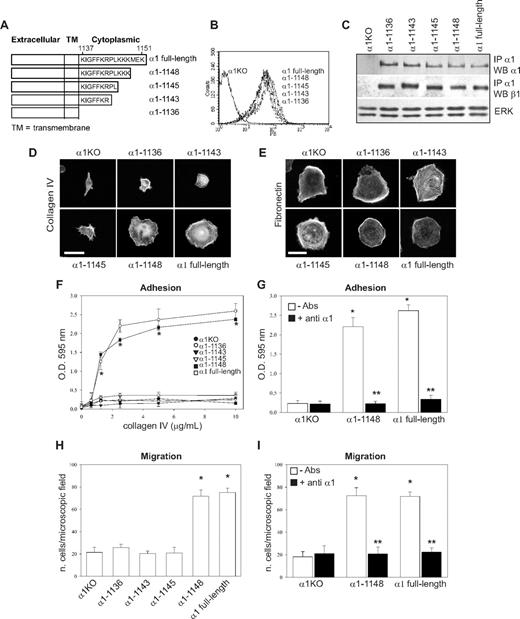 Figure 1. Amino acids 1146-1148 of the integrin α1 tail control cell spreading, adhesion, and migration. (A) Schematic representation of the cytoplasmic truncation mutants of the human integrin α1 cDNA. (B) α1-null endothelial cells were transduced with either empty vector (α1KO) or the human integrin α1 mutant cDNAs indicated in panel A, and cell populations with equal levels of expression of the integrin α1 subunits were sorted by FACS using anti–human integrin α1 antibodies. (C) One millligram of total cell lysates of the cell populations indicated was immunoprecipitated with anti–human integrin α1 antibodies, subjected to SDS-PAGE, and immunoblotted with antibodies to either human integrin α1 or mouse β1 subunits. Equal loading was confirmed by analyzing the levels of total ERK in 40 μg total cell lysates. (D,E) Integrin α1KO endothelial cells expressing either the empty vector or cytoplasmic tail deletion mutants were plated in serum-free medium on 10 μg/mL collagen IV (D) or fibronectin (E). After 4 hours, the cells were fixed and stained with rhodamine-phalloidin. A representative cell is shown for each cell population. Bar represents 10 μm. (F,G) The cell populations were plated in serum-free medium on collagen IV at the concentrations indicated (F) or 10 μg/mL collagen IV with or without anti–human integrin α1 antibodies (10 μg/mL) (G) for 1 hour and their adhesion determined as described in “Cell adhesion.” Values are mean plus or minus SD of one representative experiment performed in quadruplicate. (H,I) The cell populations were plated on serum-free medium transwells coated with 10 μg/mL collagen IV with (▬) or without (▭) anti–human integrin α1 antibodies (10 μg/mL), and migration was evaluated 16 hours after plating. Values are mean plus or minus SD of one representative experiment performed in duplicate (5 fields/transwell were analyzed). Differences between α1KO and α1 mutant–expressing cells (*) and antibody-untreated versus-treated α1 mutant–expressing cells (**) were significant with P < .05.