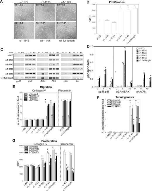 Figure 2. Integrin α1 cytoplasmic tail mutants activate distinct signaling pathways in endothelial cells. (A) The cell populations were plated in serum-free medium on solidified collagen I + IV gels. Tubulogenesis was quantified 16 hours after plating as described in “Tubulogenesis.” Values are mean plus or minus SD of 4 independent experiments. Gels were viewed with a Nikon Diaphot inverted research microscope (Nikon, Tokyo, Japan) using a lens at 20×/0.2 Ph2 LD 0.4. Images were acquired using a Canon PowerShot S5 IS camera (Canon USA, Lake Success, NY) and were processed with Adobe Photoshop version 9.0 software (Adobe Systems, San Jose, CA). (B) The cell populations were plated in 96-well plates coated with 10 μg/mL collagen IV. Four hours later, the cells were incubated with serum-free medium containing 3H-thymidine (0.5 μCi/well) for a further 48 hours, and proliferation was then evaluated as described in “Cell proliferation.” Values are mean plus or minus SD of one representative experiment performed in quadruplicate. *Statistically significant differences (P < .05) between the α1KO cells and α1 mutant–expressing cells. (C) The cell populations were serum-starved for 24 hours and embedded in collagen I + IV gels for the time indicated. The gels were sonicated and run on an SDS-PAGE gel to detect levels of activated and total p38 MAPK, ERK, and Akt. Images are representative of 3 independent experiments. Vertical line(s) have been inserted to indicate a repositioned gel lane. (D) Phosphorylated and total kinase bands were quantified by densitometry analysis, and the phosphorylated signal was expressed as phosphorylated kinase/total kinase ratio. Values are the mean plus orf minus SD of 3 independent experiments. * indicates significant differences (P < .05) relative to α1KO cells. (E-G) The cell populations indicated were subjected to migration (E), tubulogenesis (F), and proliferation (G) assays on collagen IV or fibronectin in the presence or absence of 10 μM PD169316, 10 μM PD98059, or 5 μM LY294002. Values are the mean plus or minus SD of one representative experiment. Differences between untreated α1KO and α1 mutant–expressing cells (*) and inhibitor untreated versus treated α1 mutant–expressing cells (#) were significant with P < .05.