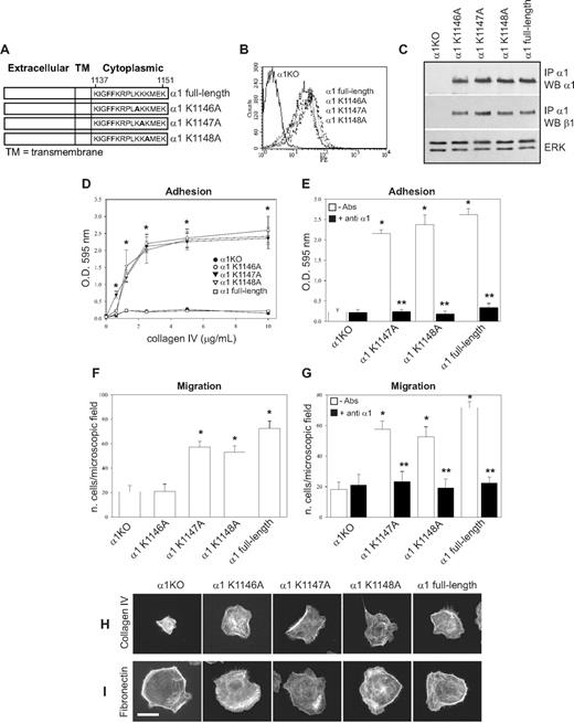 Figure 3. K1146A point mutation of the integrin α1 cytoplasmic tail leads to decreased endothelial cell adhesion and migration. (A) Schematic representation of single point mutants (K/A) generated from the full-length integrin α1 subunit. (B) α1KO endothelial cells were transduced with either empty vector or the integrin α1 mutant cDNAs indicated in panel A, and cell populations were sorted by FACS using antihuman integrin α1 antibodies. (C) Total cell lysates of the cell populations were used to detect the levels of full-length and mutant human integrin α1 as well as mouse β1 subunits as described in detail in Figure 1C. (D-G) Cell adhesion on different concentrations of collagen IV (D) or in the presence of anti–human integrin α1 antibodies (E) as well as migration in the absence (F) and presence (G) of anti–human integrin α1 antibodies were determined as described in Figure 1. Note that only cells expressing K1146A mutant fail to adhere and migrate on collagen IV. * indicates statistically significant differences (P < .05) between the α1KO and the α1 mutant–expressing endothelial cells; * indicates statistically significant differences (P < .05) between untreated and antibody-treated α1 mutant–expressing cells. (H,I) The endothelial cells indicated were plated on 10 μg/mL collagen IV or fibronectin. After 4 hours, the cells were fixed and stained with rhodamine-phalloidin. A representative cell is shown for each cell population. Bar represents 10 μm.