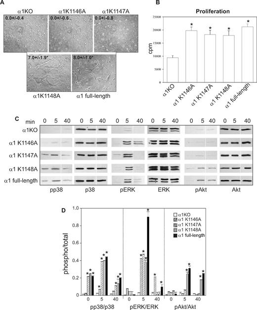 Figure 4. K1146A and K1147A point mutations of the integrin α1 cytoplasmic tail lead to decreased tubulogenesis. Tubulogenesis (A), cell proliferation (B), cell signaling (C), and densitometry analysis (D) were determined as described in Figure 2. Images of cells undergoing tubulogenesis were taken as described in Figure 2A. *Statistically significant differences (P < .05) between the α1KO and the α1 mutant–expressing endothelial cells. Vertical line(s) in panel C have been inserted to indicate a repositioned gel lane.