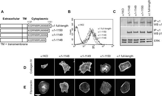 Figure 5. Generation of integrin α1-null endothelial cells expressing deletion mutants lacking Glu1150 and/or Lys1151 of the integrin α1 cytoplasmic tail. (A) Schematic representation of the cytoplasmic truncation mutants of the human integrin α1 cDNA. (B) α1KO endothelial cells were transduced with either empty vector or the integrin α1 mutant cDNAs indicated in panel A, and cell populations expressing the integrin α1 constructs were sorted by FACS using anti–human integrin α1 antibodies. (C) Total cell lysates of the cell populations were used to detect the levels of full-length and mutated human integrin α1 as well as mouse β1 subunits as described in detail in Figure 1C. (D,E) Integrin α1KO endothelial cells expressing vector alone or the truncation mutants were plated on 10 μg/mL collagen IV or fibronectin. After 4 hours, the cells were fixed and stained with rhodamine-phalloidin. A representative cell is shown for each cell population. Bar represents 10 μm.