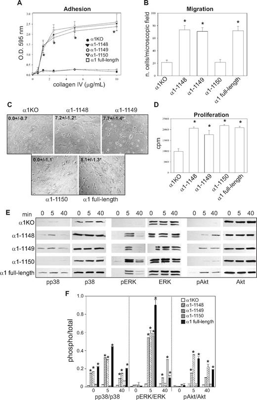 Figure 6. Lys1151 within the integrin α1 tail is required for endothelial cell adhesion, migration, and tubulogenesis, but not proliferation. Cell adhesion (A), migration (B), tubulogenesis (C), and proliferation (D) were determined as described in Figures 1 and 2. (E,F) Integrin α1β1–dependent signaling and densitometry analysis were determined as described in Figure 2C,D. * indicates statistically significant differences (P < .05) between the α1KO and the α1 mutant–expressing endothelial cells.