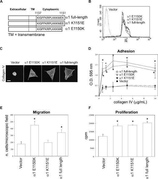 Figure 7. Negatively charged amino acids at the COOH-terminus of the integrin α1 tail inhibit cell adhesion and migration, but not proliferation. (A) Schematic representation of mutants generated from the full-length integrin α1 subunit. (B) CHO cells were transfected with either empty vector or the integrin α1 mutant cDNAs indicated in panel A, and cell populations were sorted by FACS using anti–human integrin α1 antibodies. (C) The CHO cell populations indicated were plated on 10 μg/mL collagen IV and after 1 hour they were fixed and stained with rhodamine-phalloidin. A representative cell is shown for each cell population. Bar represents 10 μm. (D-F) Cell adhesion (D), migration (E), and proliferation (F) were determined as described in Figures 1 and 2. * indicates statistically significant differences (P < .05) between the vector transfected and α1 mutant–expressing CHO cells.