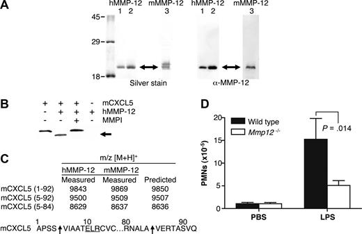Figure 1. MMP-12 cleaves mCXCL5 and impairs PMN recruitment to LPS in Mmp12−/− mice. (A) E coli was used to express 2 batches of active human MMP-12 (hMMP-12; lanes 1 and 2) and one batch of murine MMP-12 (mMMP-12; lane 3). Protease integrity and purity was verified on silver-stained 10% SDS-PAGE gels and Western blotted using antibodies directed to the human and murine MMP-12 catalytic domain as appropriate. Arrow indicates active MMP-12. Molecular mass markers (× 10−3 Da) are shown. (B) Analysis of MMP-12 proteolysis of murine CXCL5 incubated with or without the MMP inhibitor 1 μmol/L prinomastat (MMPI) as a control on a silver-stained 15% Tris-Tricine SDS-PAGE gel with arrow indicating cleaved mCXCL5. (C) Identification of human and murine MMP-12 cleavage products by MALDI-TOF MS. Deconvolution of mass spectrometry data revealed that MMP-12 cleaved mCXCL5 (LIX) in the same position as MMP-8.16 Arrow indicates the cleavage site of human and murine MMP-12. (D) PMN responsiveness to LPS (n = 8) or PBS vehicle control (n = 6) injected into dorsal air pouches of Mmp12−/− or wild-type mice was measured 8 hours after injection by myeloperoxidase activity in the lavage fluids. Standard error bars are shown. P values calculated with Mann-Whitney nonparametric test.
