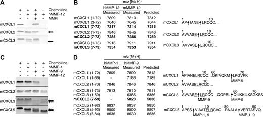 Figure 2. MMP-1, -9, and -12 processing of murine ELR+ CXC chemokines. (A) Analysis of MMP-12 proteolysis of murine CXCL1, 2, and 3 with or without 1 μmol/L prinomastat (MMPI) as a control on a silver-stained 15% Tris-Tricine SDS-PAGE gel with arrows indicating cleaved chemokine. Black horizontal lines separate individual gels. (B) Identification of human and murine MMP-12 cleavage products by MALDI-TOF MS. Deconvolution of mass spectrometry data revealed that MMP-12 cleaved 3 murine ELR+ CXC chemokines in the ELR motif. Cleavage products generated by proteolysis within the ELR motif are highlighted in bold. Arrows indicate human and murine MMP-12 cleavage sites. (C) Tris-Tricine 15% SDS-PAGE gel analysis of MMP-1 and -9 cleavage of murine CXCL1, -2, -3, and -5 with arrows indicating cleaved chemokine. MMP-12 cleavage products are shown for comparison. Black horizontal lines separate individual gels. (D) Identification of human MMP-1 and -9 cleavage products by MALDI-TOF MS. Deconvolution of mass spectrometry data revealed that only MMP-9 cleaved one murine ELR+ CXC chemokine in the ELR motif. Cleavage products generated by proteolysis within the ELR motif are highlighted in bold. Arrows indicate MMP-1 or -9 cleavage sites.