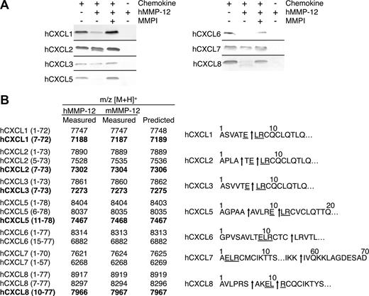 Figure 3. MMP-12 processing of human ELR+ CXC chemokines. (A) Analysis of MMP-12 proteolysis of human CXCL1, -2, -3, -5, -6, -7, and -8 incubated with or without 1 μmol/L prinomastat (MMPI) as a control on silver-stained 15% Tris-Tricine SDS-PAGE gel. Black horizontal lines separate individual gels. (B) Identification of human and murine MMP-12 cleavage products by MALDI-TOF MS. Deconvolution of mass spectrometry data revealed that MMP-12 cleaved 6 human ELR+ CXC chemokines in, or downstream of, the ELR motif. Cleavage products generated by proteolysis within the ELR motif are highlighted in bold. Arrows indicate human and murine MMP-12 cleavage sites.