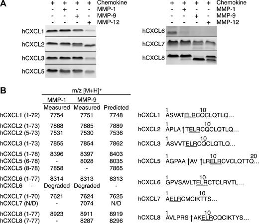 Figure 4. Proteolysis of human ELR+ CXC chemokines by MMP-1 and -9. (A) Tris-Tricine 15% SDS-PAGE gel analysis of MMP-1 and -9 cleavage of human CXCL1, -2, -3, -5, -6, -7, and -8. MMP-12 cleavage products are shown for comparison. Black horizontal lines separate individual gels. (B) Identification of human MMP-1 and -9 cleavage products by MALDI-TOF MS. Deconvolution of mass spectrometry data revealed that neither MMP-1 nor MMP-9 cleaved any of the human ELR+ CXC chemokines in the ELR motif. Arrows indicate MMP-1 or -9 cleavage sites. N/D, not determined.