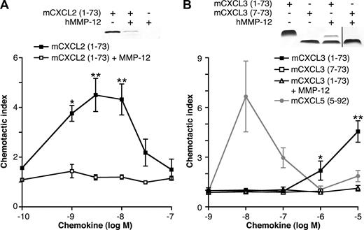 Figure 5. The effect of MMP-12 cleavage on mCXCL2 and 3 in vitro chemotactic activity. Silver-stained 15% Tris-Tricine SDS-PAGE gels of the appropriate full-length or cleaved chemokines used in the chemotaxis assay are shown. Black vertical line indicates part of gel removed for presentation purposes. PMNs isolated from murine bone marrow chemoattracted toward full-length mCXCL2(1-73) (A) and mCXCL3(1-73) (B) in a transwell cell migration assay. However, mCXCL2(1-73) and mCXCL3(1-73) incubated with MMP-12 overnight lost all chemotactic activity toward PMNs, as did the synthetic analog of MMP-12-proteolyzed mCXCL3(7-73). This demonstrates that the MMP-12 cleavage in the CXC-receptor binding ELR motif is an inactivating one. However, using a synthetic analog of MMP-12 cleaved mCXCL5(5-92) as a positive control, we also demonstrate enhancement of PMN chemotaxis after MMP-12 activity on this chemokine alone. Data are presented as the ratio of cells migrated toward chemokine compared with buffer control (chemotactic index); standard error bars are shown. *, **, Student t test values (P < .05 and .01, respectively).