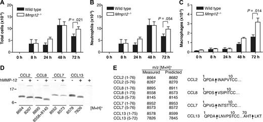Figure 6. Transalveolar migration of leukocytes in response to LPS in vivo. Time course of leukocyte recruitment in BALF from male Mmp12−/− and wild-type mice instilled intranasally with LPS (10 μg). Total number of leukocytes (A), neutrophils (B), and macrophages (C) in BALF are shown. Results are expressed as mean of 2 biological replicates (n = 2 animals per experiment) for 0-, 8-, 24-, and 48-hour time points and mean of 4 biological replicates (n = 2 animals per experiment) for 72-hour time point. Standard error bars are shown. P values calculated with Mann-Whitney nonparametric test. Secondary validation of the neutrophil influx was confirmed by MPO assay (P = .045; data not shown). (D) Tris-Tricine 15% SDS-PAGE gel analysis of MMP-12 cleavage of human monocyte chemoattractant proteins CCL2, -7, -8, and -13 with masses (m/z) obtained by MALDI-TOF MS. (E) Deconvolution of mass spectrometry data revealed that MMP-12 cleaved all 4 CC chemokines at position 4-5, a known inactivating cleavage.11,22 Arrows indicate MMP-12 cleavage sites.