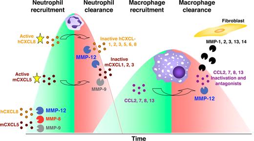 Figure 7. Model of MMPs orchestrating the pro- and anti-inflammatory response. In response to host challenge, MMPs are released from epithelial cells, resident macrophages, and neutrophils cleaving and activating specific chemokines that recruit PMNs (mCXCL5, hCXCL5, and hCXCL8). After 24-48 hours, macrophages accumulate at the site of injury and secrete MMP-12 that inactivates ELR+ CXC chemokines. Hence, in addition to apoptosis reducing the numbers of cells from the PMN influx, by blocking the continued recruitment of PMNs, macrophage MMP-12 contributes to the reduction in the number of PMNs at the site of stimulus. In addition, MMP-12 and other MMPs released from surrounding stromal fibroblasts or epithelial cells cleave and inactivate MCPs (CCL2, -7, -8, and -13) converting these to receptor antagonists disrupting the recruitment of further macrophages and contributing to inflammatory resolution. Hence, macrophages terminate the PMN and macrophage influxes.