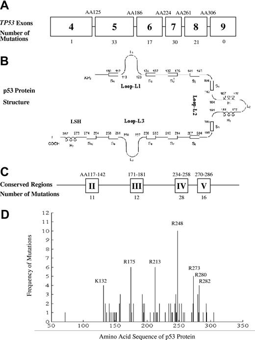 Figure 1. Schematic representation of the TP53 gene and its mutations in diffuse large B-cell lymphoma. (A) The distribution of TP53 mutations in exons 4 to 9, (B) their relation to p53 protein structure, (C) the mutations in conserved regions, and (D) the distribution and frequency of TP53 mutations with peaks at known hot spot exons depicted.