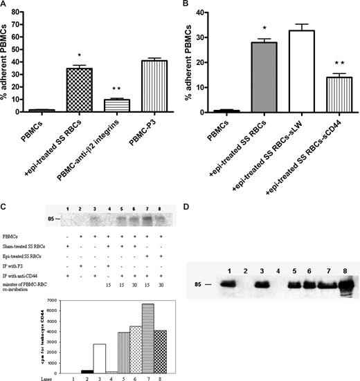 Figure 3. Leukocyte β2 integrins and CD44 are involved in interaction with SS RBCs. (A,B) Inhibition of PBMC interaction with epi-treated SS RBCs was performed as described in “Inhibition assays.” Results are presented as percentage of adherent PBMCs at a shear stress of 1 dyne/cm2. (A) PBMC adhesion was measured after preincubation of PBMCs with anti-β2 integrin antibody followed by exposure to epi-treated SS RBCs. Error bars show SEM of 3 different experiments. *P < .001 compared with unstimulated PBMCs; **P < .001 compared with PBMCs preincubated with P3. (B) PBMC adhesion was measured after exposure to epi-treated SS RBCs, or epi-treated SS RBCs preincubated with sCD44 or sLW. Error bars show SEM of 4 different experiments. *P < .001 compared with unstimulated PBMCs; **P < .001 compared with PBMCs coincubated with SS RBCs preincubated with sLW, then treated with epi. (C) Phosphorylation of leukocyte CD44. Inorganic 32P radiolabeled intact PBMCs were coincubated or not with sham-treated SS RBCs for 15 minutes or 30 minutes, or with epi-treated SS RBCs for 15 minutes or 30 minutes. Leukocyte CD44 was immunoprecipitated (IP) with anti-CD44 antibody or P3 as a control, as indicated. RBC CD44 was IP from sham-treated SS RBCs with anti-CD44 antibody. The cpm shown are quantitative data of the radioactive band at 85 kDa. One representative experiment is shown (n = 3). (D) Total immunoprecipitates (lanes 1-8) obtained using the same conditions as described in panel C but immunostained with A3D8 mAb against CD44.