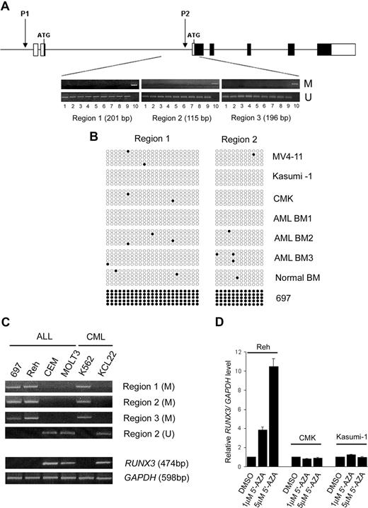 Figure 3. RUNX3 P2 promoter was unmethylated in AML. (A) Schematic diagram of the human RUNX3 gene structure. ■ and □ represent coding and noncoding regions, respectively. The location of the RUNX3 P1 and P2 promoters is shown. Below the diagram are representative results of MSP analysis of 3 consecutive regions in the RUNX3 P2 promoter in AML samples. The size of each analyzed region is indicated. Lanes: 1, MV4-11; 2, Kasumi-1; 3, CMK; 4, ME-1; 5-6, 2 diagnostic childhood AML BM; 7-8, 2 diagnostic adult AML BM; 9, normal BM; 10, Reh (positive control). M and U represent PCR using primers specific for the methylated and unmethylated sequences, respectively. (B) Results of nucleotide sequencing of MSP products from regions 1 and 2 in 3 AML cell lines (MV4-11, Kasumi-1, and CMK), 3 diagnostic childhood AML BM, a normal BM, and the 697 cell line. Each row of circles represents one PCR clone. Open and filled circles indicate unmethylated and methylated CpG dinucleotides, respectively. (C) MSP (top panel) and RT-PCR (bottom panel) analysis of RUNX3 P2 methylation and expression in 4 ALL and 2 CML cell lines. Note that RUNX3 P2 methylation is associated with RUNX3 silencing in these leukemic cell lines. (D) Treatment with the DNA demethylating agent 5′-AZA induced RUNX3 mRNA expression in the methylated Reh cell line but not in unmethylated Kasumi-1 and CMK cell lines. RUNX3 mRNA levels were determined by real-time RT-PCR and normalized using GAPDH. Results are presented as relative RUNX3/GAPDH level by comparing the normalized RUNX3 level in treatment groups with that in the respective control group (DMSO treated).