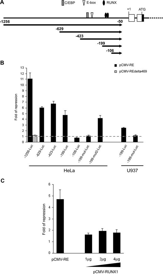 Figure 4. RUNX1-ETO repressed the RUNX3 P1 promoter through 2 conserved RUNX binding sites. (A) Schematic diagram of the RUNX3 P1 promoter showing the consensus RUNX, E-box, and C/EBP binding sites along with the promoter deletions analyzed in subsequent panels. (B) Wild-type and mutant RUNX3 P1 promoter constructs were cotransfected with pCMV-RUNX1-ETO and pRL-CMV into HeLa and U937 cells. The -1256-Luc was also cotransfected with pCMV-RUNX1-ETOΔ469 to examine the effect of C-terminal deletion on RUNX3 repression. (C) The -199-Luc promoter construct was cotransfected with 1 μg of pCMV-RUNX1-ETO or increasing amounts (1 μg, 2 μg, and 4 μg) of pCMV-RUNX1 together with pRL-CMV into HeLa cells. In all experiments, cotransfection with the same amount of empty pCMV was done in parallel. Transfection efficiency was normalized according to the cotransfected pRL-CMV Renilla luciferase activity. Results are presented as fold of repression by comparing the normalized firefly luciferase activity of the construct cotransfected with the expression plasmids to that cotransfected with empty pCMV. Results are expressed as mean plus or minus SE from triplicate assays. pCMV-RE indicates pCMV-RUNX1-ETO.