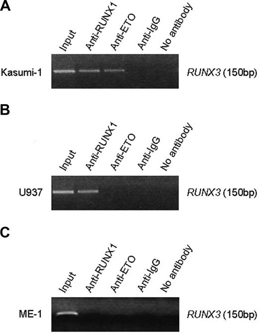 Figure 6. RUNX1-ETO and RUNX1 associated with the RUNX3 P1 promoter. (A) ChIP analysis of the RUNX3 P1 promoter in Kasumi-1 cells using an antibody directed to the N-terminus of RUNX1, ETO, or IgG. Immunoprecipitated chromatin was analyzed by PCR of a 150-bp RUNX3 P1 promoter fragment. (B) ChIP analysis of the RUNX3 P1 promoter in U937 cells, which express RUNX1 but not RUNX1-ETO. (C) ChIP analysis of the RUNX3 P1 promoter in ME-1 cells, which express CBFβ-MYH11. The same antibodies described in panel A were used for immunoprecipitation in panels B and C. Note that no PCR product was obtained when anti-IgG or no antibody was used for immunoprecipitation.