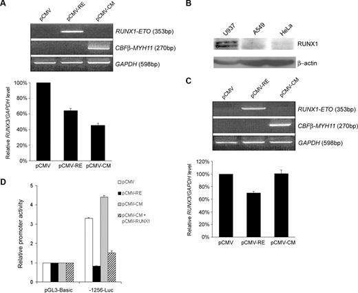 Figure 7. RUNX1-ETO and CBFβ-MYH11 inhibited endogenous RUNX3 expression. (A) U937 cells were nucleofected with 20 μg of pCMV, pCMV-RUNX1-ETO, or pCMV-CBFβ-MYH11. Expression of fusion products was validated by RT-PCR (upper panel), and RUNX3 mRNA levels were determined by real-time RT-PCR and normalized using GAPDH (lower panel) 24 hours after nucleofection. Results are presented as relative RUNX3/GAPDH level by comparing the normalized RUNX3 level transfected with pCMV-RUNX1-ETO or pCMV-CBFβ-MYH11 to that transfected with empty pCMV. (B) Immunoblot analysis of RUNX1 and β-actin (loading control) expression in U937, A549, and HeLa cells. (C) A549 cells were transfected with 10 μg of pCMV, pCMV-RUNX1-ETO, or pCMV-CBFβ-MYH11 using lipofectamine 2000. The transfection efficiency from 3 independent experiments was 53% plus or minus 4%. Validation of fusion product expression (top panel) and measurement of RUNX3 mRNA levels (bottom panel) were done as described in panel A 48 hours after transfection. (D) RUNX3 P1 promoter construct -1256-Luc was cotransfected with pCMV-RUNX1-ETO, pCMV-CBFβ-MYH11, pCMV-CBFβ-MYH11 and pCMV-RUNX1 (0.5 μg each), or empty pCMV together with pRL-CMV into A549 cells. Transfection efficiency was normalized according to the cotransfected pRL-CMV Renilla luciferase activity. Results are presented as relative promoter activity by comparing the normalized firefly luciferase activity of the construct to that of pGL3-Basic. Results are expressed as mean plus or minus SE from triplicate assays.