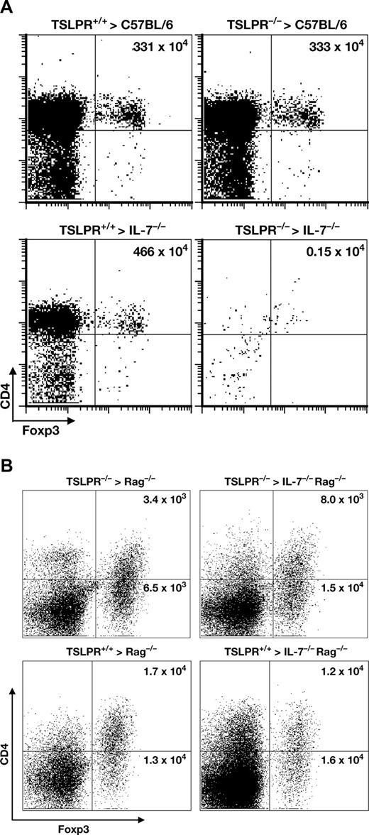 Figure 6. Treg cells require an IL-7Rα signal for thymic development but not for peripheral survival. (A) Treg cells require IL-7 or TSLP for thymic development. TSLPR−/− or TSLPR+/+ bone marrow was used to reconstitute irradiated IL-7−/− or C57BL/6 recipients. Eleven weeks later, the thymus was analyzed for CD4+Foxp3+ cells. Representative data from 3 separate experiments is shown, and the total number of Treg cells per thymus is indicated in the upper right quadrant. (B) Mature Treg cells do not require IL-7 or TSLP for survival. Purified CD4+ spleen cells from TSLPR−/− or TSLPR+/+ mice were labeled with CFSE and transferred into irradiated recipients that expressed IL-7 or lacked it, as indicated. Six days later, spleen cells were analyzed for CD4 and Foxp3 expression. TSLPR−/− Treg cells survived equally well in hosts with or without IL-7.