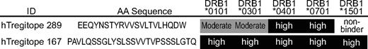 Figure 2. HLA binding results. The IC50 value (μM) and affinity interpretation for each of the epitopes is shown. Based on comparisons with known peptides IC50 scores lower than 25 μM indicate high binding, while an IC50 above 400 μM is indicative of a weak or nonbinding interaction.