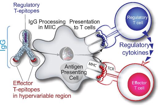 Figure 9. Hypothesized tolerizing mechanism of IgG. We have discovered conserved T-cell epitopes in IgG that engage natural regulatory T cells. We hypothesize that antibody-derived Treg epitopes (dark blue epitope) activate regulatory T cells, which leads to suppression of effector T cells that recognize effector epitopes (red epitope), like those of IgG hypervariable regions to which central tolerance does not exist. Whether this suppression is mediated by regulatory cytokines alone or by contact-dependent signaling, or both, has yet to be determined.